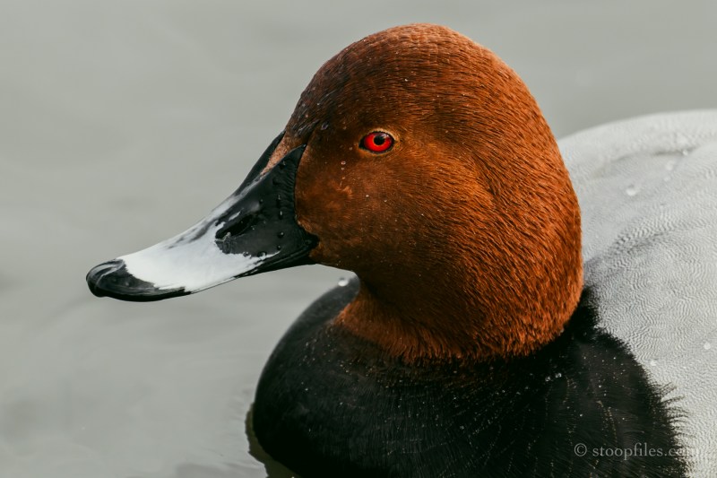Pochard